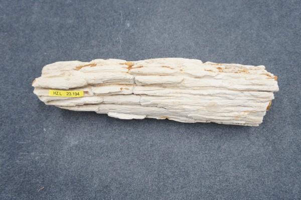 Versteinertes Holz HZL23194
