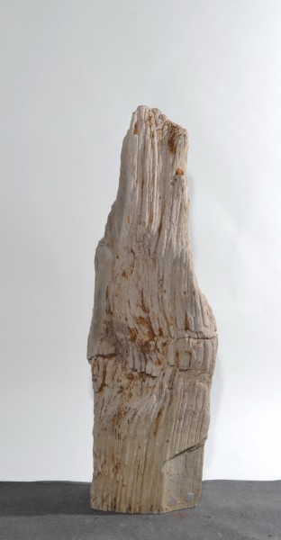 Versteinertes Holz HZ15842