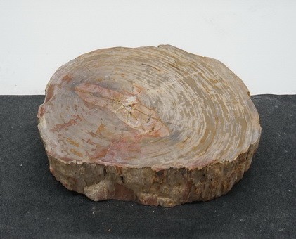 Versteinertes Holz HZL24164
