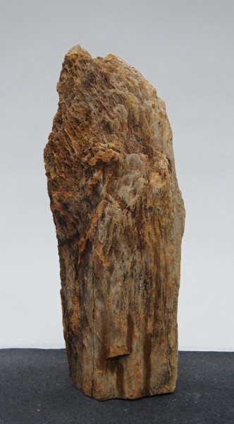 Versteinertes Holz HZ22935