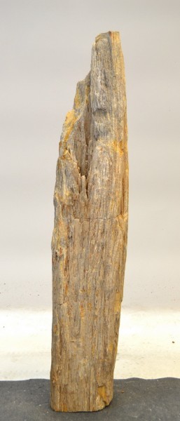 Versteinertes Holz HZ17763