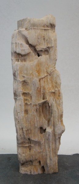 Versteinertes Holz HZ22079
