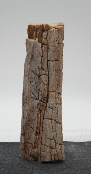 Versteinertes Holz HZ23186