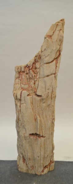 Versteinertes Holz HZ21368