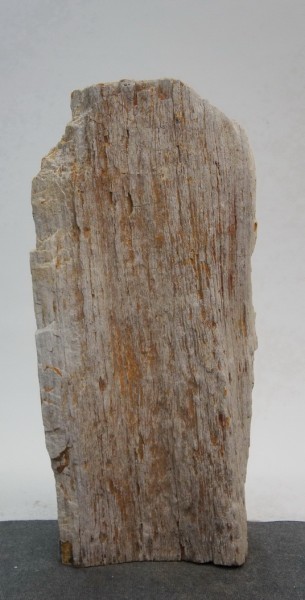Versteinertes Holz HZ22077