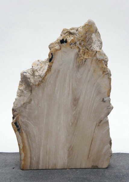 Versteinertes Holz HZ23823