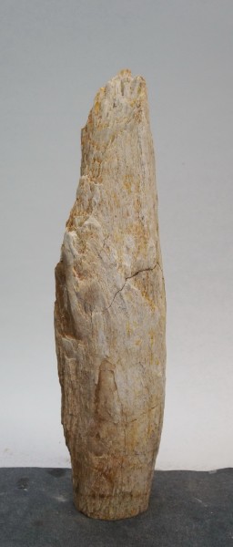 Versteinertes Holz HZ22075