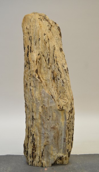 Versteinertes Holz HZ18826
