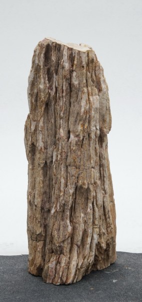 Versteinertes Holz HZ23825