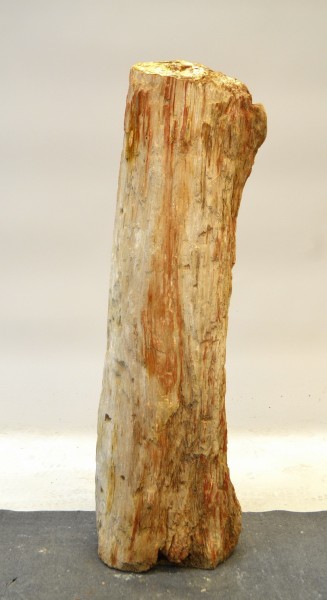 Versteinertes Holz HZ17764