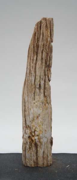 Versteinertes Holz HZ22948