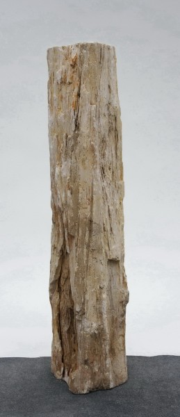 Versteinertes Holz HZ23817