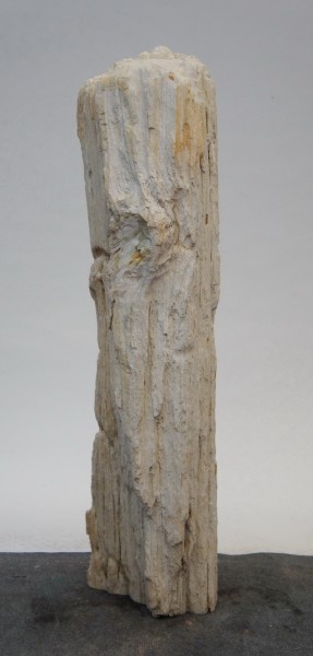 Versteinertes Holz HZ22099