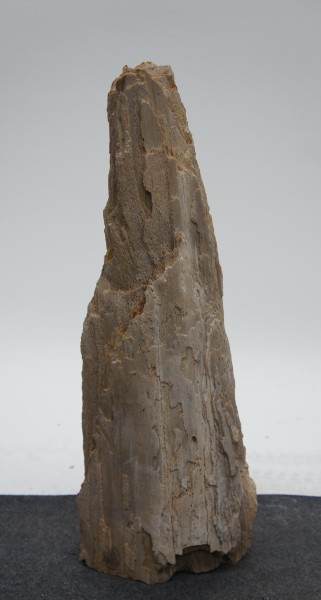 Versteinertes Holz HZ23178