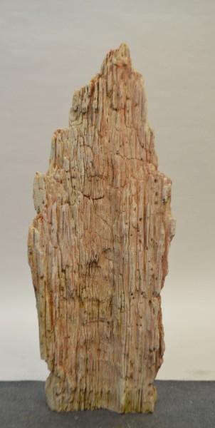 Versteinertes Holz HZ21365