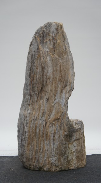 Versteinertes Holz HZ23176