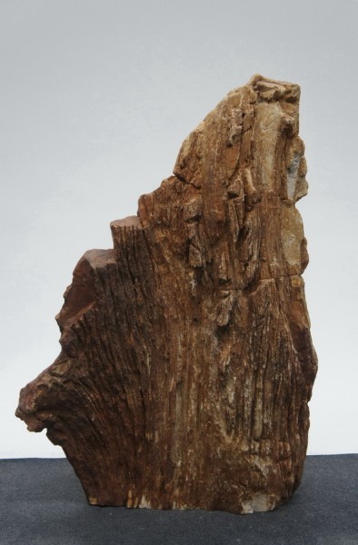 Versteinertes Holz HZ22946