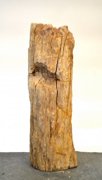 Versteinertes Holz HZ17745