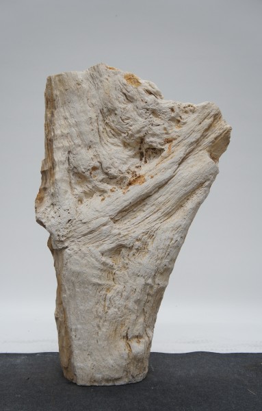 Versteinertes Holz HZ23172